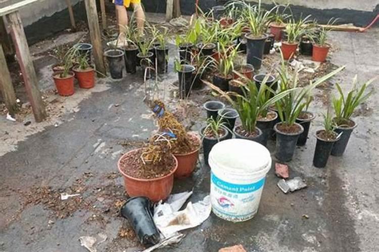 尿素叶面肥喷施用量