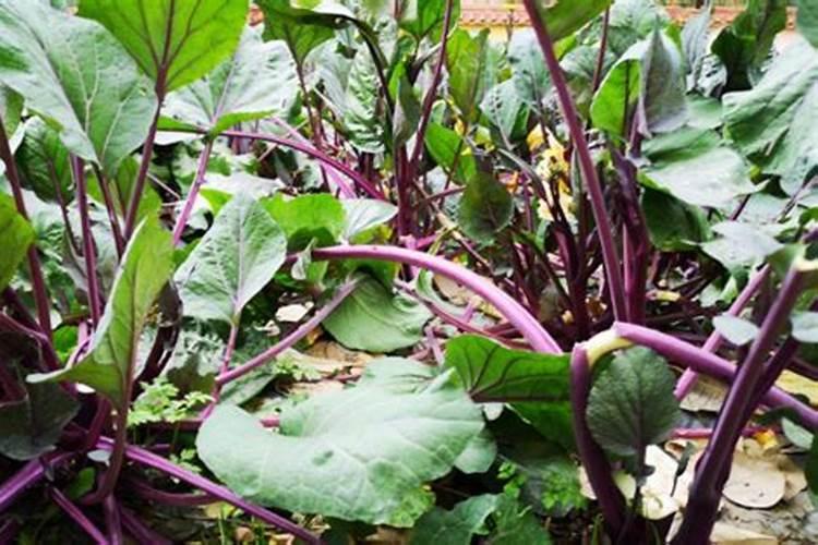 红油菜苔种植时间和方法