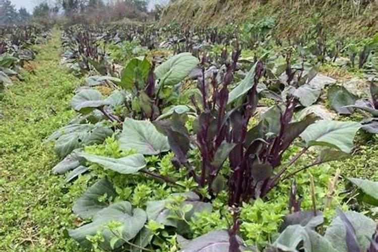 红油菜苔种植时间和方法