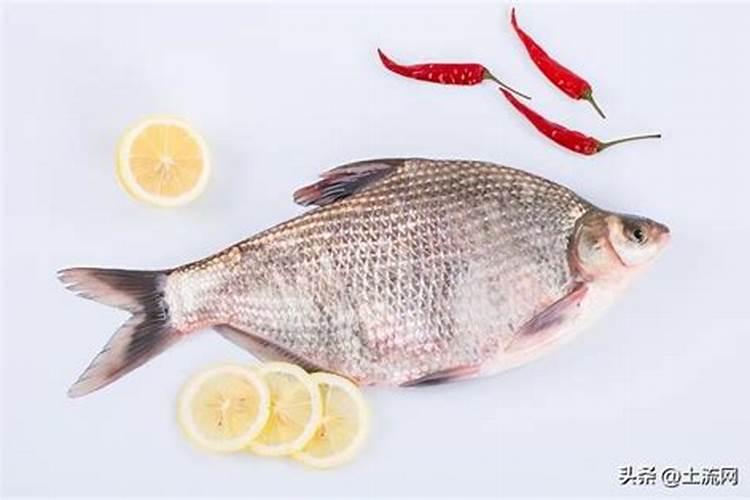 鱼蛋白自制配方比例