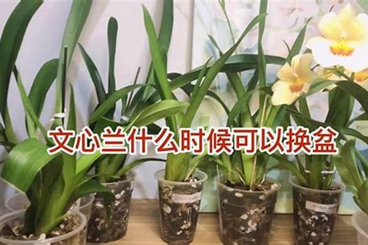 文心兰分盆养殖方法文心兰分盆怎么养殖