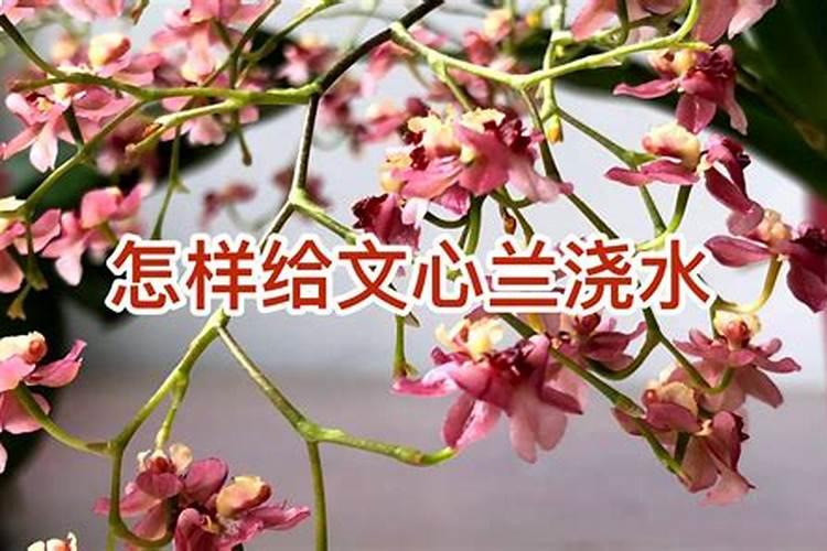 文心兰用水苔还是树皮种