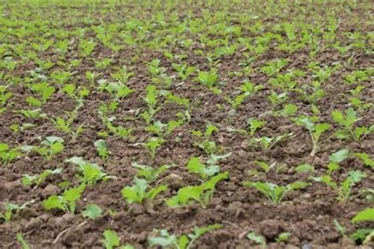 油菜怎么种植方法如下