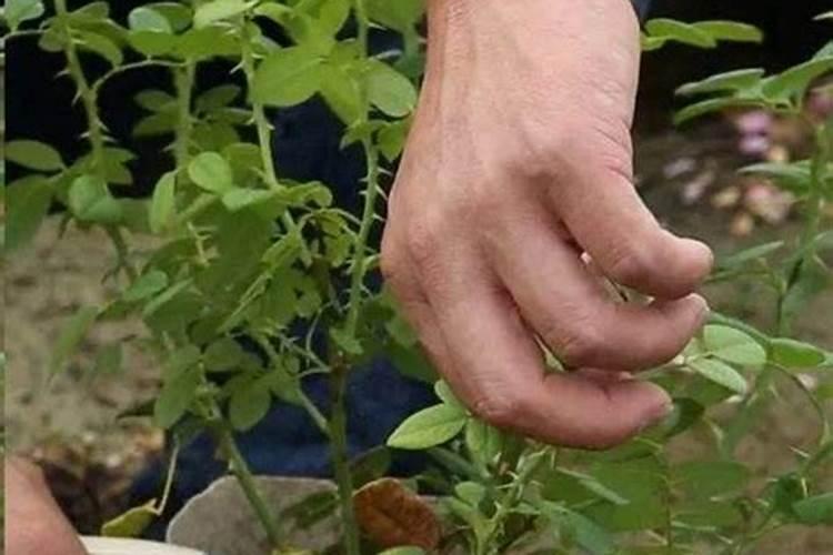 月季花如何追肥