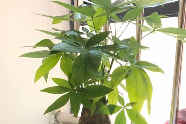 雨天磷肥撒在油菜叶面上会烧死吗？