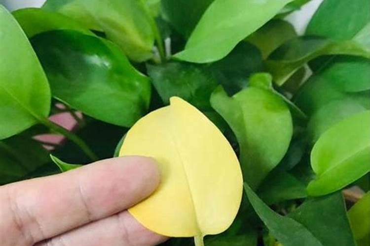 太阳花可以在小苗的时候就用氮肥吗