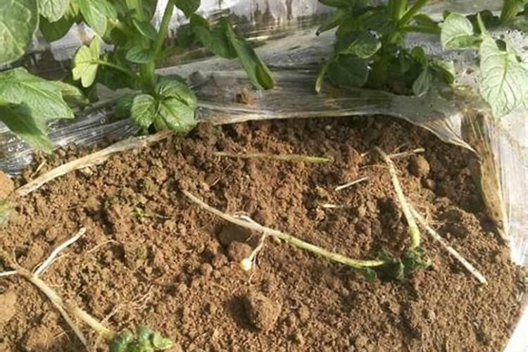 马铃薯要注意钾肥的施用(种植马铃薯为什么要重视施钾肥)