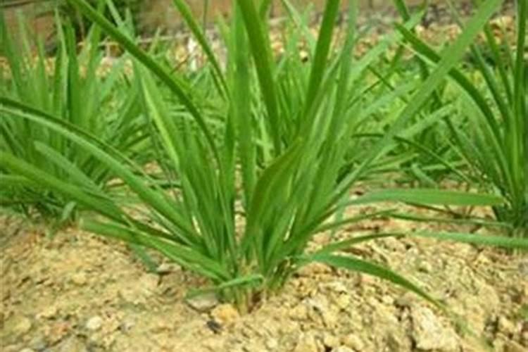 种植韭菜忌施这三种肥料,农户要记牢!