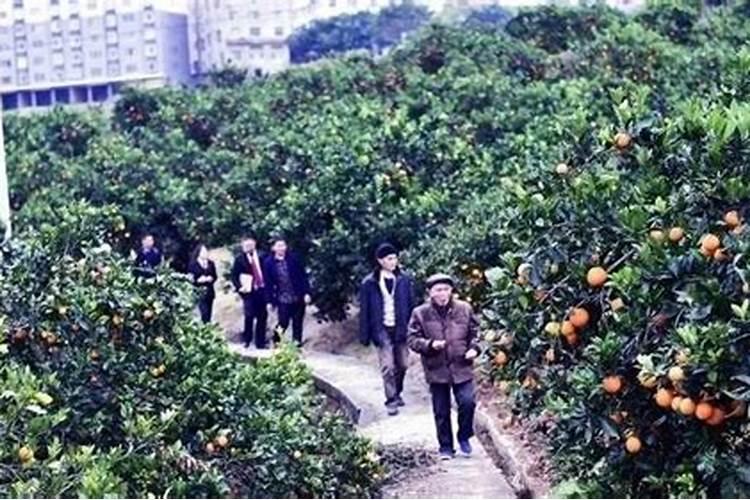 橙子种植管理施肥要点？橙子用什么肥料有助于长势？