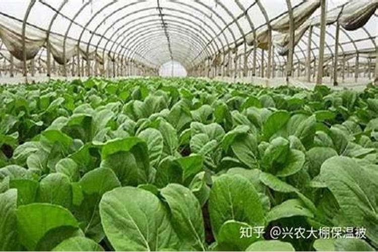 氮肥适合哪些蔬菜.