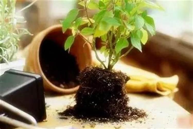 蔬菜大棚冬天怎么加温？一篇文章让你成为专家!