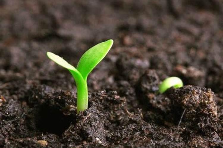 黄腐酸钾如何降低ph值