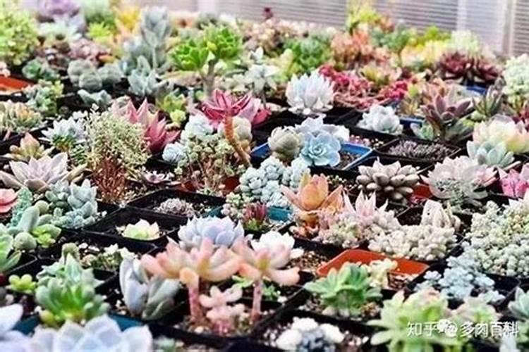 玉坠多肉徒长怎么办