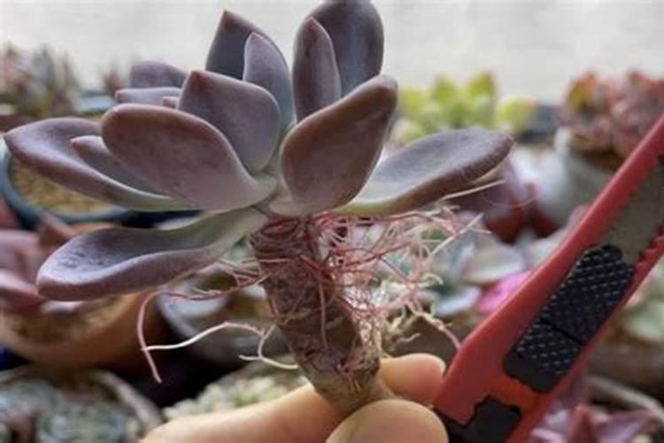 多肉植物徒长怎么办