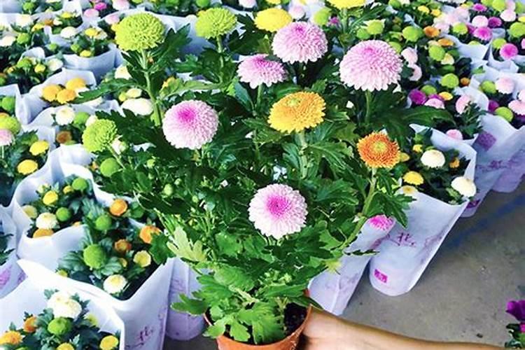 乒乓菊越长越高怎么办