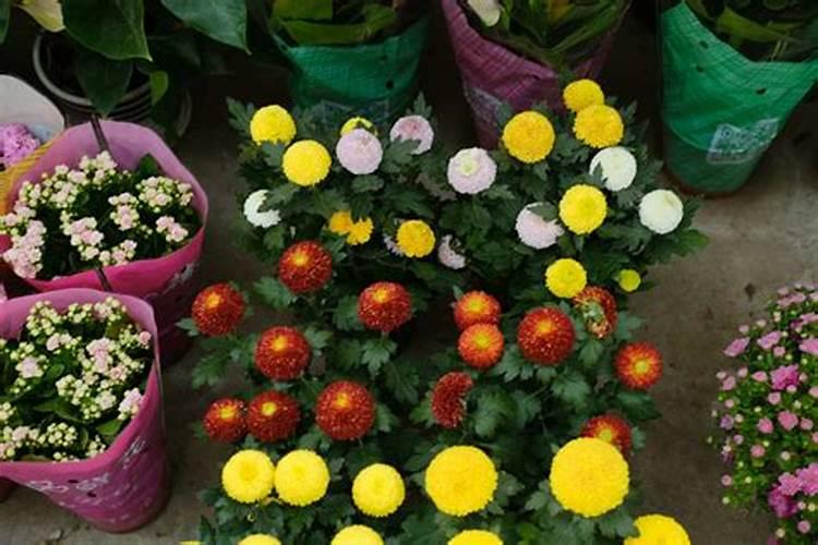 乒乓菊越长越高怎么办