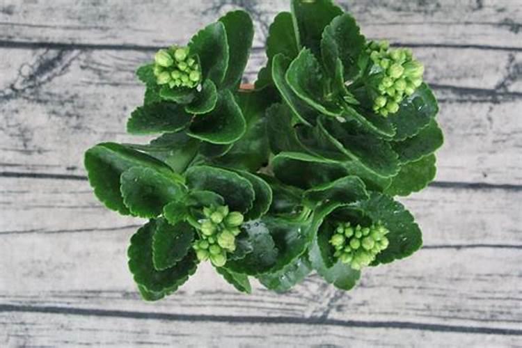 长寿花能淋雨吗