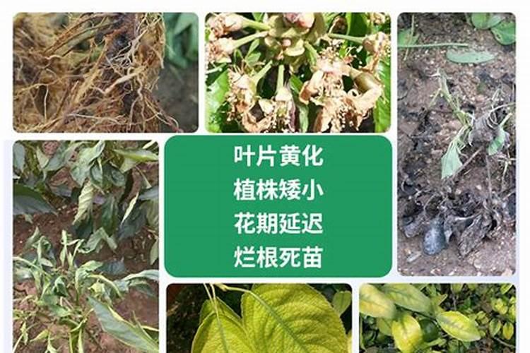 水溶肥是什么肥料