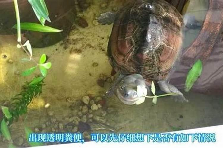 给乌龟做水陆缸怎么做