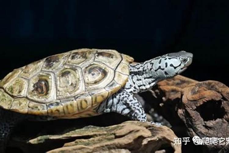 水君子施什么肥最好？