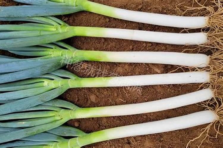 大葱用什么复合肥