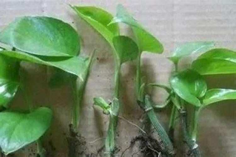 生根粉直接兑水浇上可以吗生根粉放水里几天还可以用吗