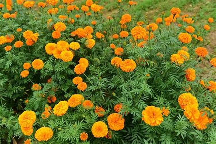 万寿菊怎么种植