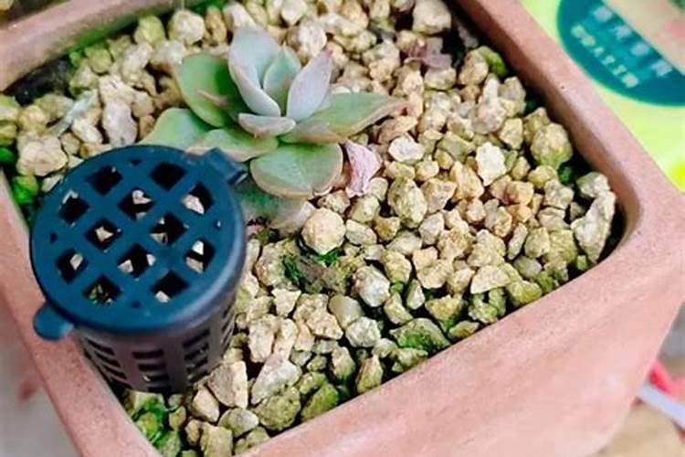 绿翡翠兰花怎么养主要注意这些内容