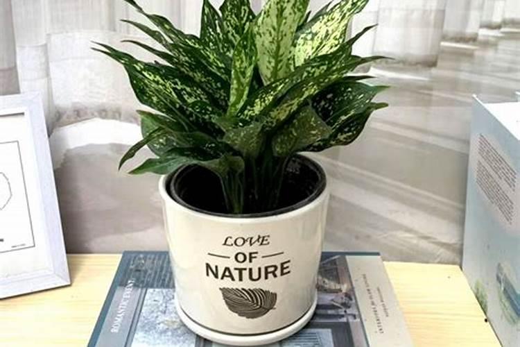 绿翡翠兰花怎么养？主要注意这些内容