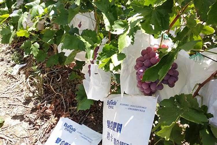 葡萄用什么配方的冲施肥