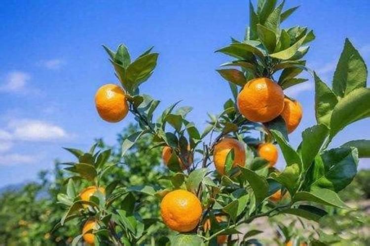 新栽柑橘幼苗怎么施肥 一年需要施几次肥