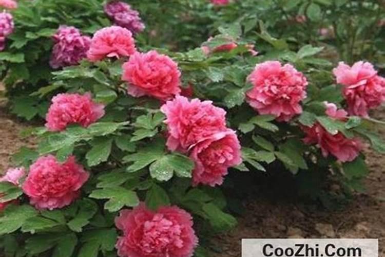 牡丹仔种出的苗怎么管理才能开出艳丽美观的花朵？