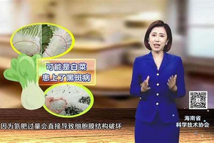 白菜施什么肥最好
