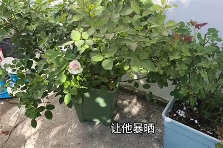 月季出新芽了,大家帮忙看看能晒太阳和施肥了吗