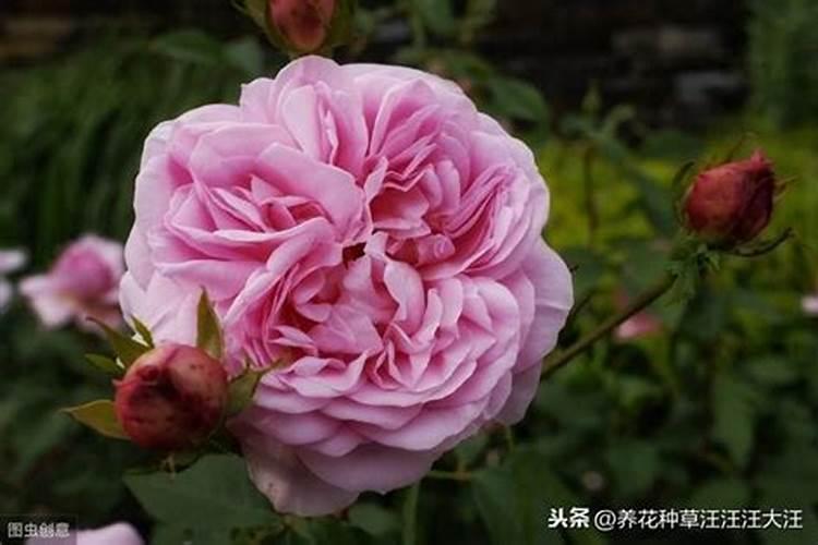 地栽月季施肥时间和方法