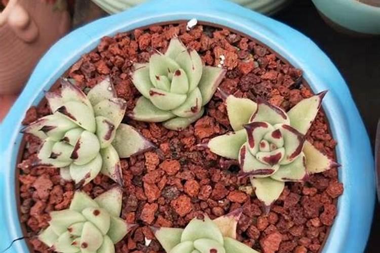 我家乡有几十亩的水田,都荒废了,我想承包下来种菜,但是土是粘性较强...