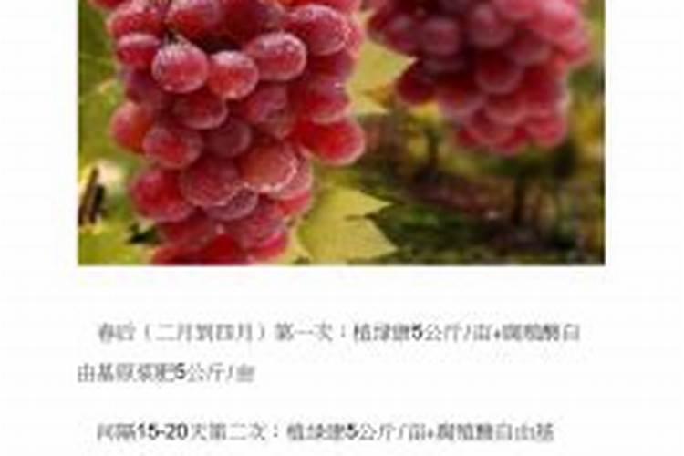 葡萄为什么要施钾肥,葡萄施钾肥有什么后果