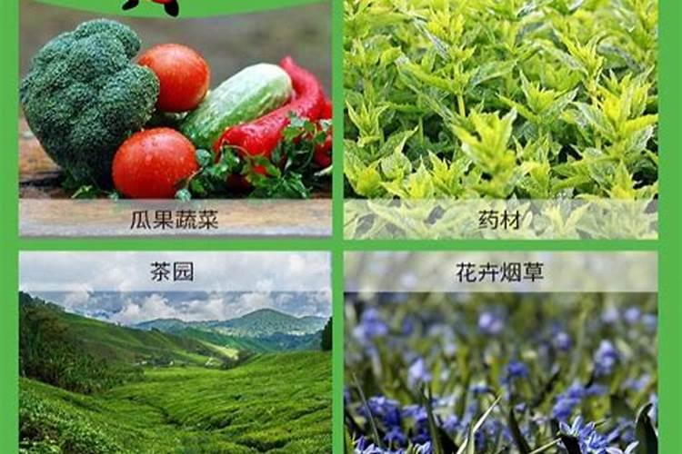 新疆慧尔肥料的多肽酶聚谷氨酸在平果树上的应