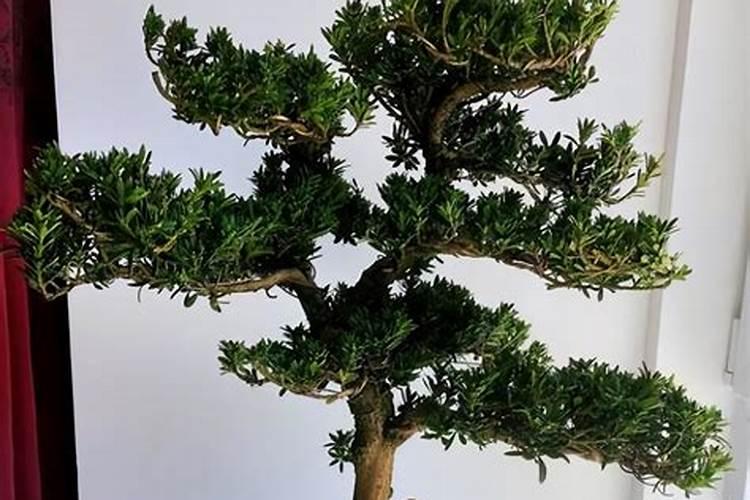 罗汉松的叶面肥怎么弄