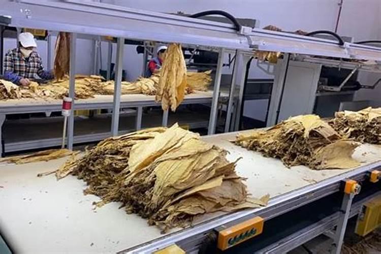 烤烟种植技术与方法