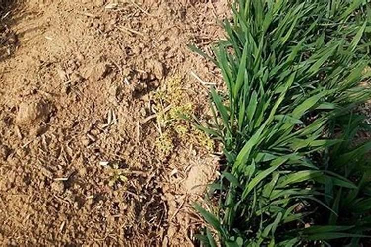 小麦瘪粒不结实,拔节后喷2次硼肥,籽粒颗颗饱满,增产明显