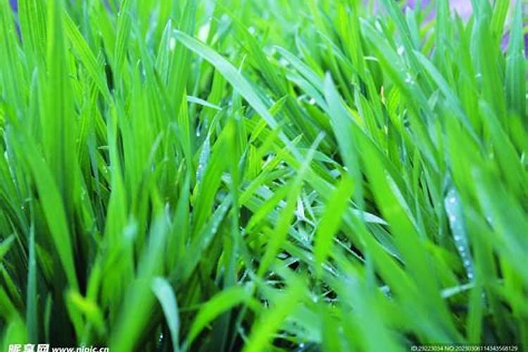 怎么样种植小麦能获丰收？拜托各位大神