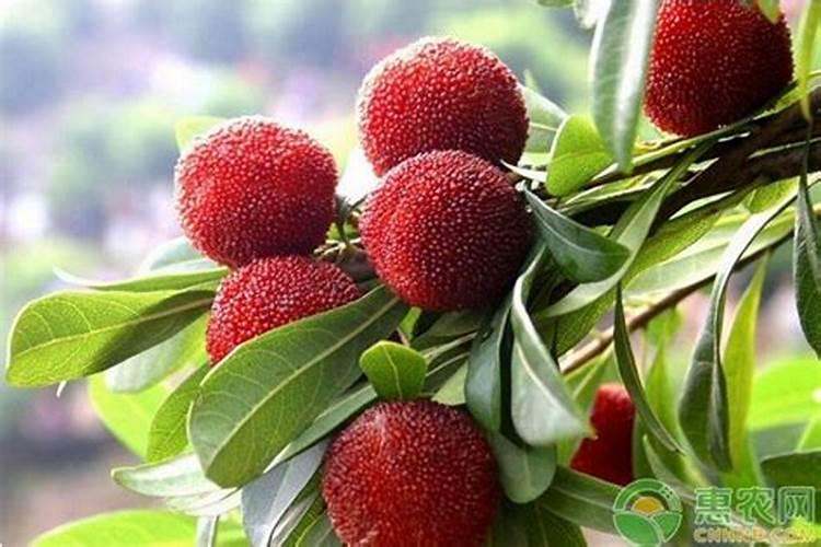 种植黄瓜没有农家肥做底肥.用什么肥施底肥好呢