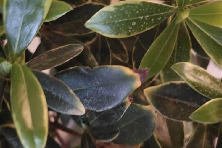 用什么肥料能让果树的叶子光亮呢？