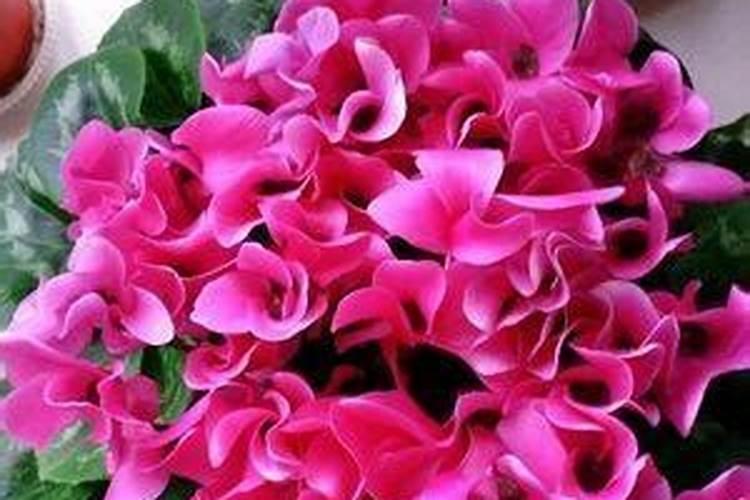 仙客来怎样养才能开花