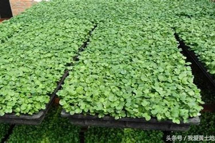 怎样补救沙糖桔环割失败？