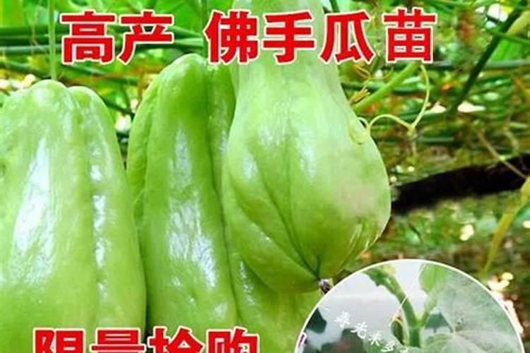 佛手瓜喜肥吗 喜欢施什么肥料