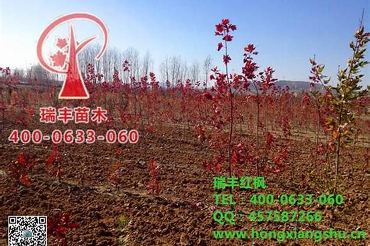 红枫树的叶子枯萎了怎么救治