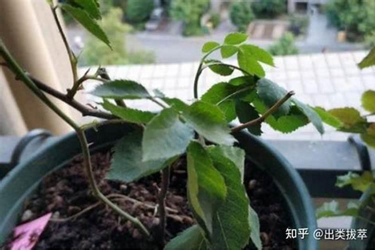 红枫树的叶子枯萎了怎么救治