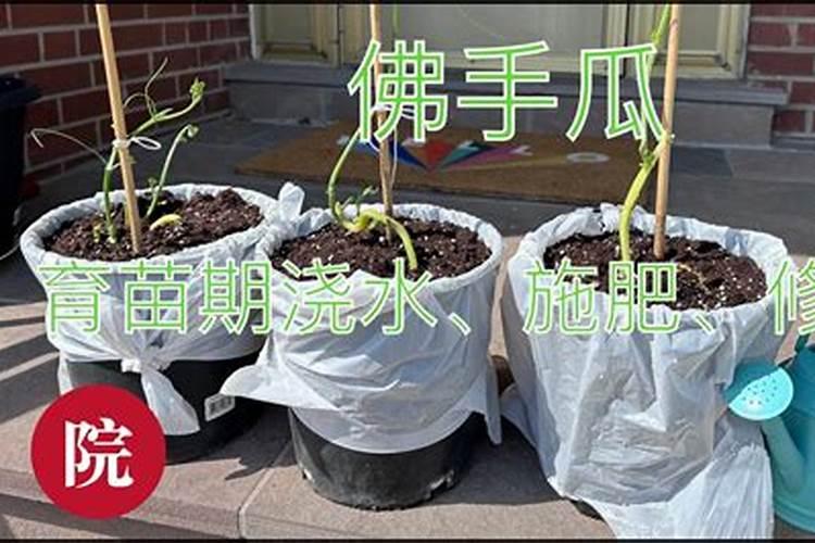 佛手瓜施什么肥好